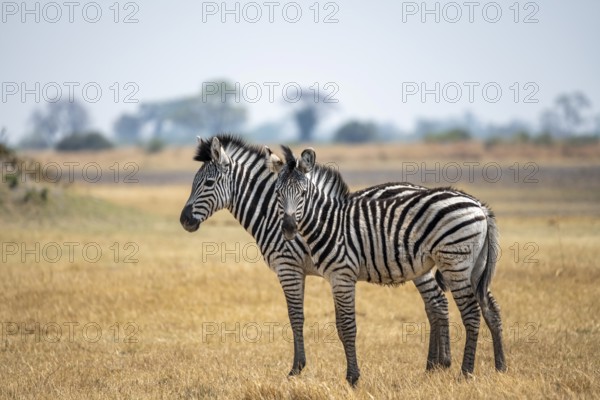 Steppe zebras (Equus quagga), two zebras in dry savannah, Okavango Delta, Moremi Game Reserve, Botswana