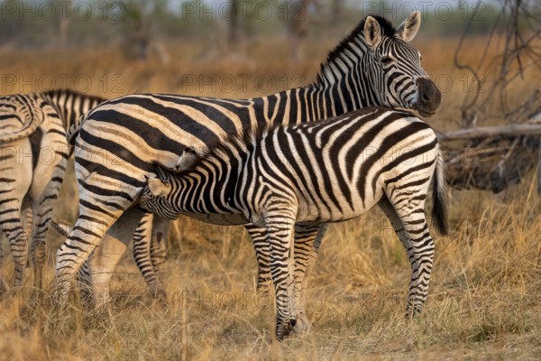 Steppe zebra (Equus quagga), mother suckling young, Okavango Delta, Moremi Game Reserve, Botswana