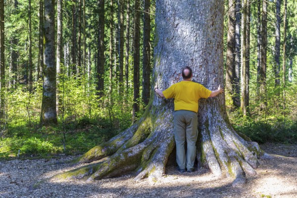 Man hugging the thick trunk of one of the mighty 300-year-old Schöllkopf fir trees, a silver fir (Abies alba) near Freudenstadt, northern Black Forest, Baden-Württemberg, Germany