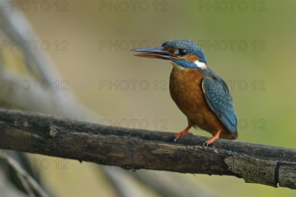 Kingfisher (Alcedo atthis), female adult bird, in natural environment, slightly open beak and upright sitting position bring a little tension into the picture, native nature, Lower Rhine, Rhineland, North Rhine-Westphalia, Germany, Western Europe