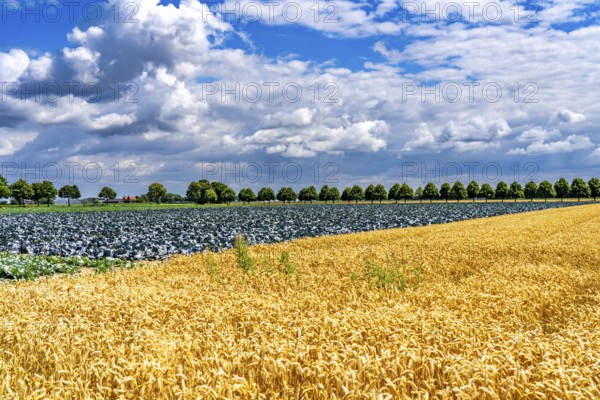 Agriculture, fields, wheat on the right, cabbage cultivation on the left, red cabbage, near Kempen on the Lower Rhine, North Rhine-Westphalia, Germany