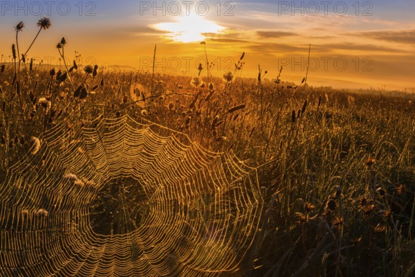 Spider's web in the morning light