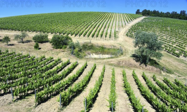 Vineyards near the city of San Gimignano, Tuscany, Italy
