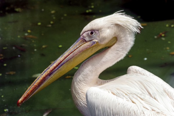 Rosy Pelican in Arignar Anna Zoological Park at Vandalur (Vandalur Zoo) in Chennai, Tamil Nadu, India, Asia. The largest zoological park in India
