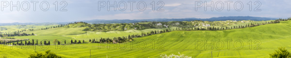 Biancane di Leonina, hilly landscape with cypresses, Crete Senesi, province of Siena, Tuscany, Italy