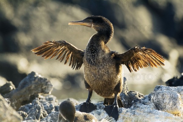 Flightless Cormorant (Phalacrocorax harrisi), Fernandina Island, Galapagos Islands, Ecuador (Nannopterum harrisi)
