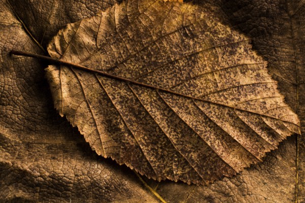 Dry leaf outstanding on other leaves as an autumn background