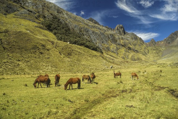 Horses grazing in scenic green valley between high mountain peaks in Peruvian Andes