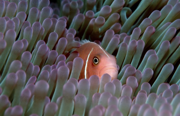 Pink Anemonefish, Collar Anemonefish (Amphiprion perideraion), False Whiteback Clownfish, Whiteback Clownfish, False Skunk-striped Anemonefish, Other animals, other animals, Unterwasser, under water, Salzwasser, salt water, Indian O
