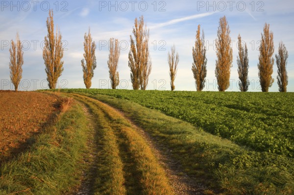 Poplars in a field, Germany, Baden-Württemberg