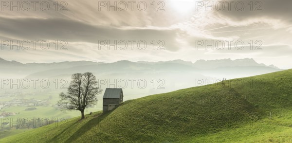 Idyllic and peaceful mountain landscape with a secluded wooden barn and lone tree on a grassy hillside and a great view of the Alpstein mountains and Appenzell region in the Swiss Alps behind