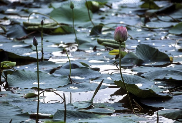 Sacred lotus Laxmi lotus, Indian lotus (Nelumbo nucifera) flower Tamil Nadu, South India, India, Asia