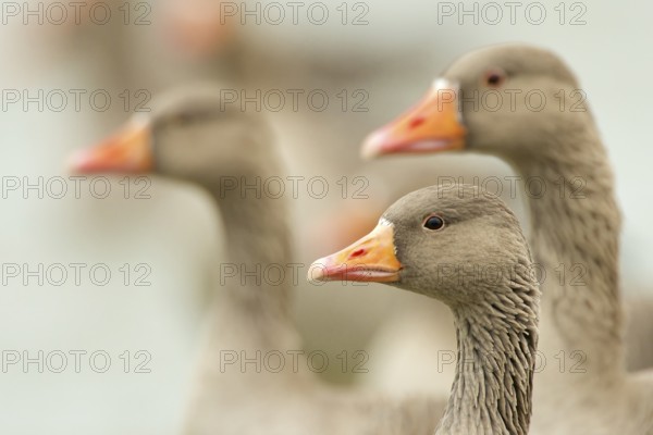 Greylag goose