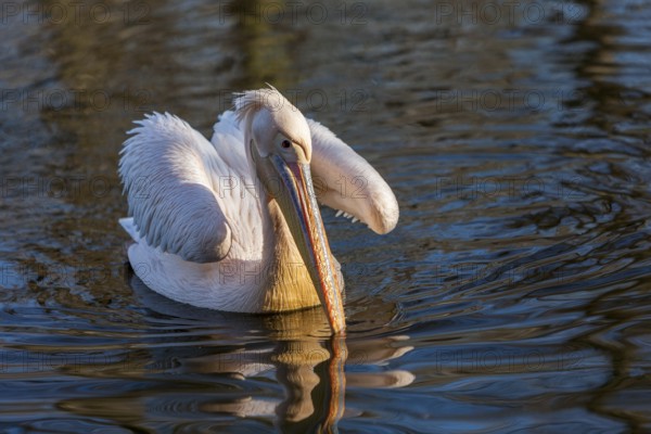 Pelican