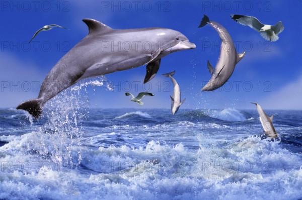 Bottlenose dolphins (Tursiops truncatus) and gulls (porpoises) (animals) (outside) (outdoor) (side) (adult) (movement) (motion) (jumping) (group) (four) (mammals) (mammals) (landscape) (horizontal) (whales) (joy of life) (bird) (birds)