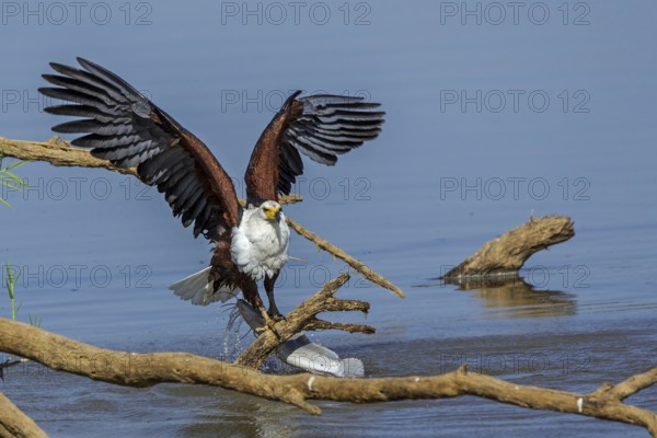 African Fish Eagle (Haliaeetus vocifer), Africa, Zambia, Zambia, hunting, prey, fish
