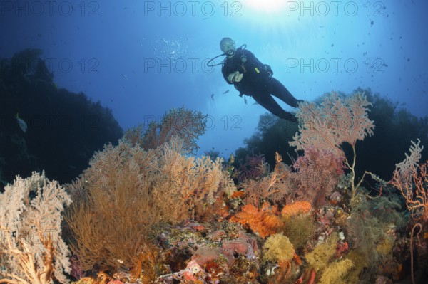 Scuba Diver over Coral Reef, New Ireland, Papua New Guinea | Scuba Diver over Coral Reef, New Ireland, Papua New Guinea