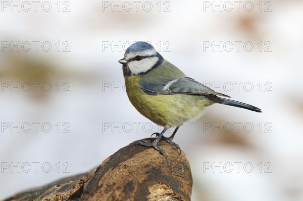 Blue Tit, Cyanistes caeruleus