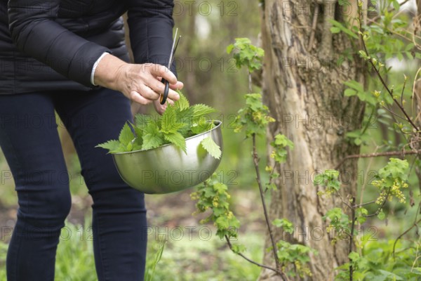 Woman gathers nettle at spring garden for healthy detoxify soup and tea