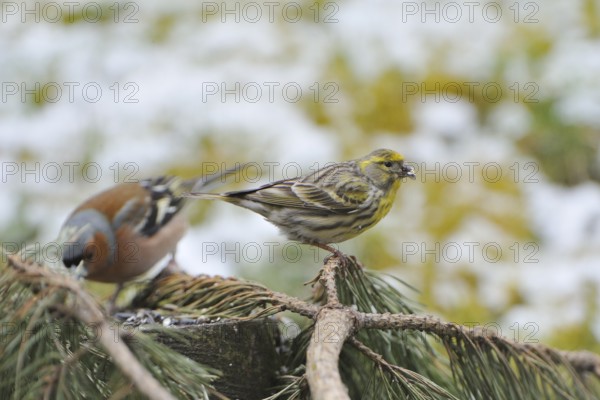 European Serin on a branch. European Serin on a trunk