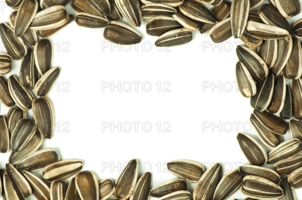 Raw sunflower seeds.Isolated border on white