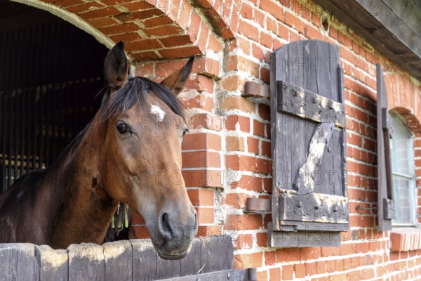 Stud farm in Masuria