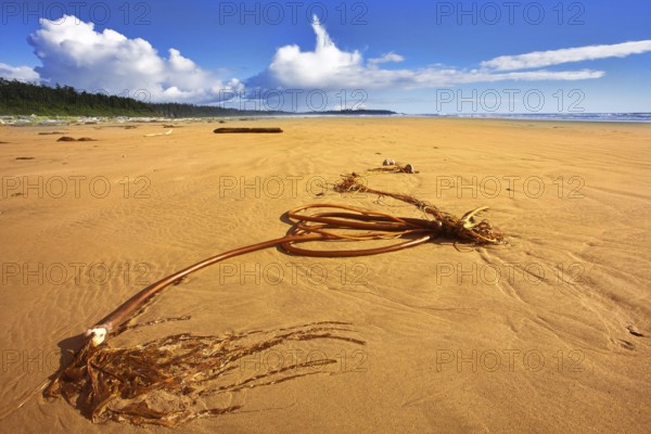 Ocean coast on island Vancouver, logs and seaweed