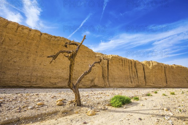 Stone desert near the seaside resort of Eilat. The route starts in the scenic Black Canyon. Bizarrely dried curved wood