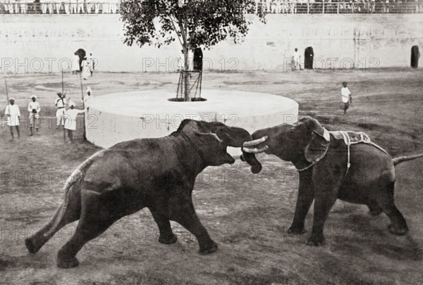 Old vintage photo of Elephants fighting