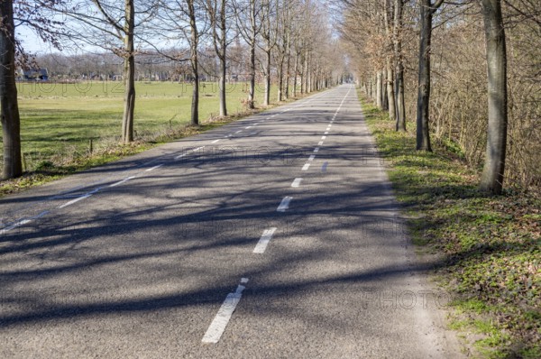 Paved road with dashed white lines passing between rows of trees and green fields in early spring