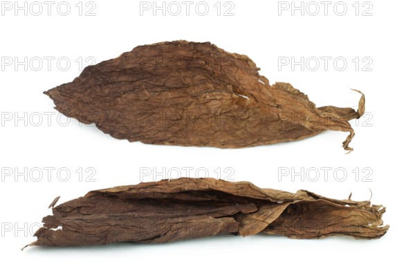 Dried tobacco leaves white isolated. Cuban aged tobacco