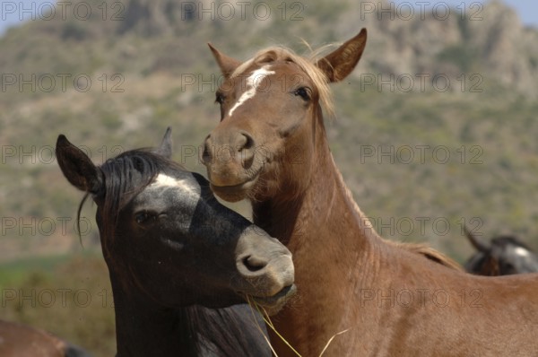 Playing young stallions, dark grey and chestnut