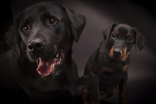 Doberman pinscher (Dobie) puppy in a studio setting