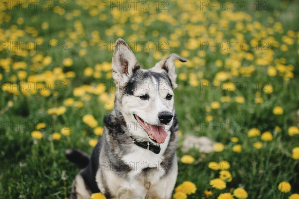 A playful dog with ears perked up in a field of dandelions