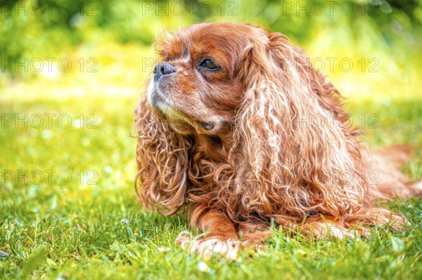 A lying dog breed Cavalier King Charles Spaniel with long fur enjoys the natural environment, Gehlberg, Thuringia, Germany