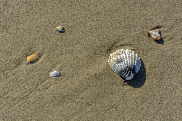 Shell on a beach in the Camarguein Provence