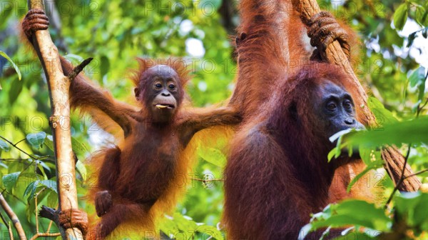 Orangutan, Pongo pygmaeus, Tanjung Puting National Park, Kalimantan, Borneo, Indonesia