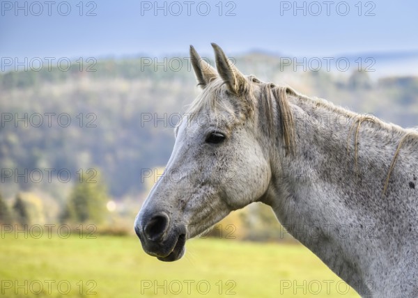 A view of a beautiful horse in nature in the background a pasture