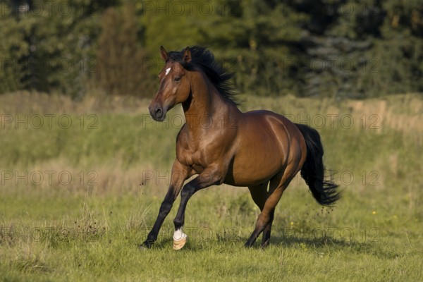 Brown Andalusian gelding galloping in the meadow, Germany