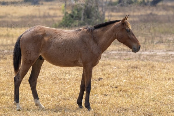 Andalusian horse (Pura Raza Española), perfect, Pantanal, inland, wetland, UNESCO Biosphere Reserve, World Heritage Site, wetland biotope, Mato Grosso, Brazil