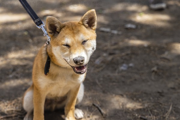 Close up front portrait of a happy red Shiba Inu puppy, smiling towards camera sitting in the park on a leash with copy space to the right