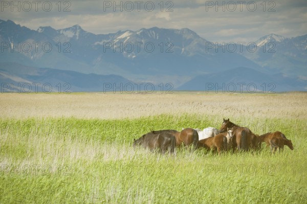 Group of horses grazing at green pasture, faded image