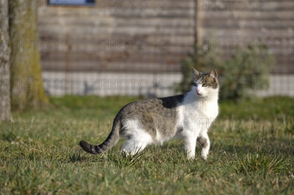 Grey and white domestic cat searches attentively for food in the meadow