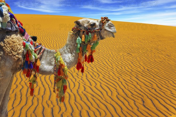 Well-groomed, sleek camel, decorated with colorful garlands and tassels, stands atop the sand dunes. Orange sunrise in the desert. Concept of active, ecological and photo tourism