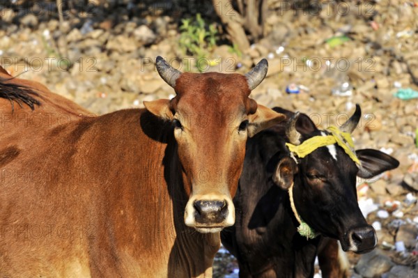 Jaipur, Rajasthan, North India, India, Asia, Two cows standing quietly together on a dusty road