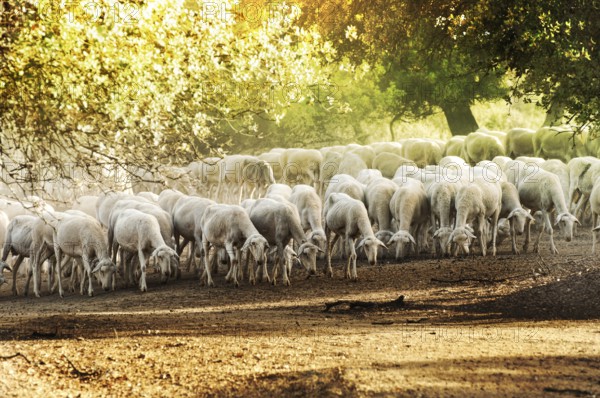 Herd sheep in the forest.Pastel colors