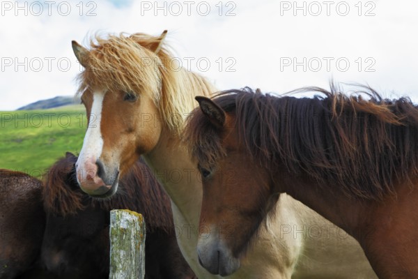 Herd of Icelandic horses magnificent. Well-groomed buckskin and bay horses graze and play with each other in a meadow near the farm