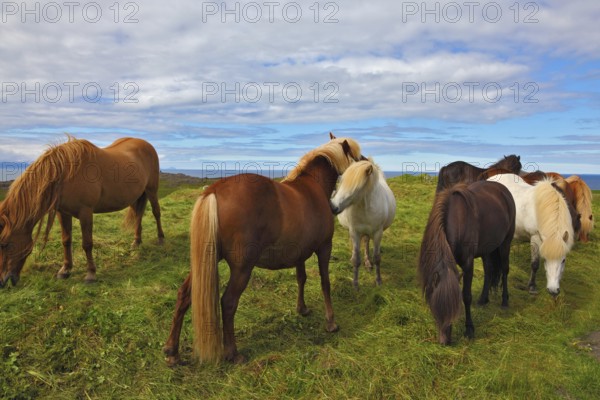 Icelandic horses. Beautiful and well-groomed horse chestnut and white suit on free ranging
