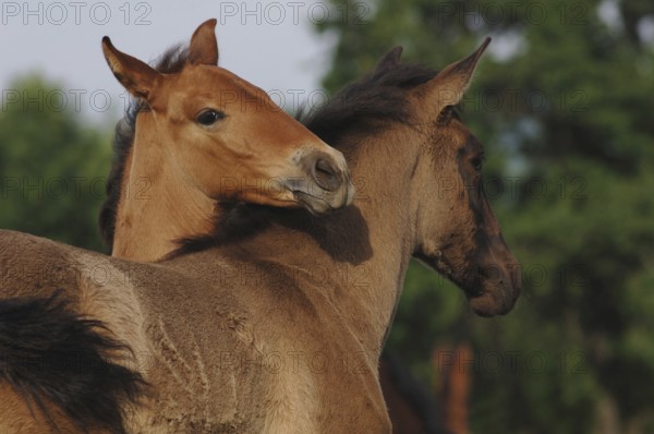 Two P.R.E., Pure Spanish Horse foals