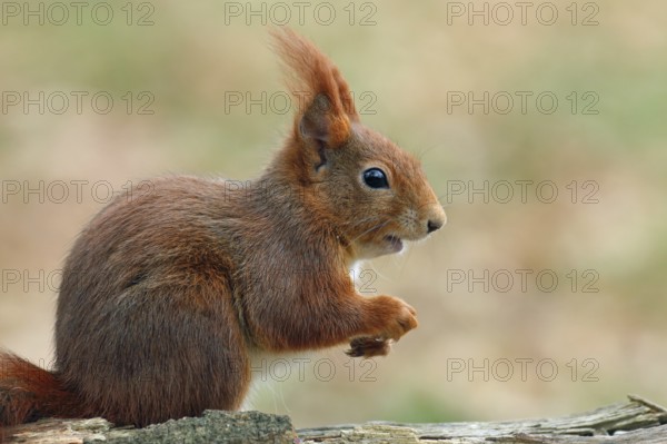 Squirrel, Sciurus